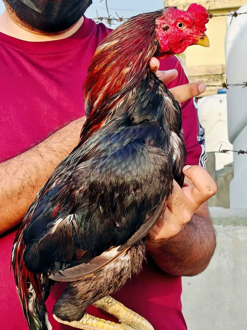 High quality old blood amroha Mianwali lasani Heera Aseel hen breeder — photo 9