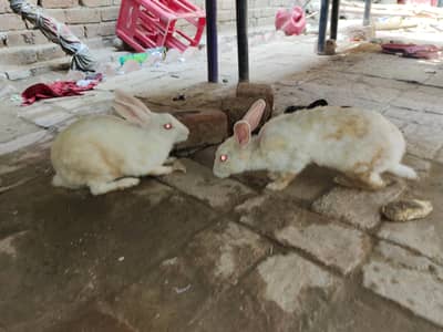 Rabbit Breeder 2 Female's 1 Male