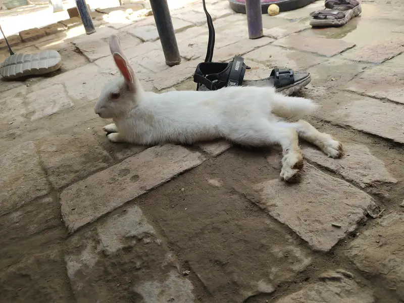 Rabbit Breeder 2 Female's 1 Male — photo 2