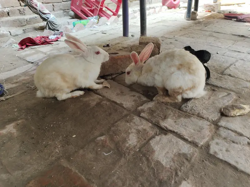 Rabbit Breeder 2 Female's 1 Male — photo 3
