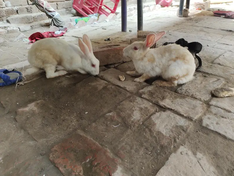 Rabbit Breeder 2 Female's 1 Male — photo 4