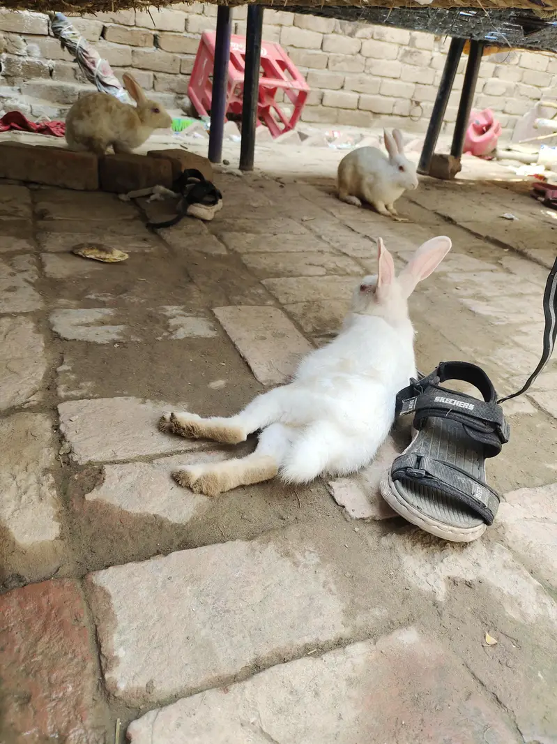 Rabbit Breeder 2 Female's 1 Male — photo 5