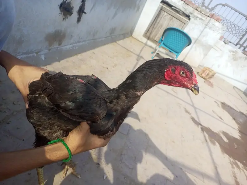 mianwali pure aseel — photo 2