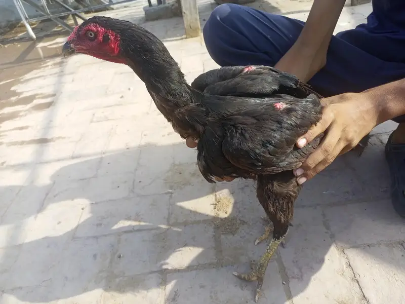 mianwali pure aseel — photo 3