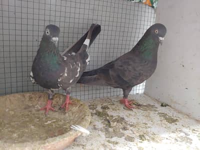 black kabli pair for sale.