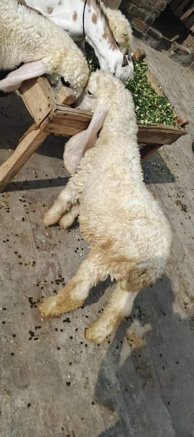 kajla male