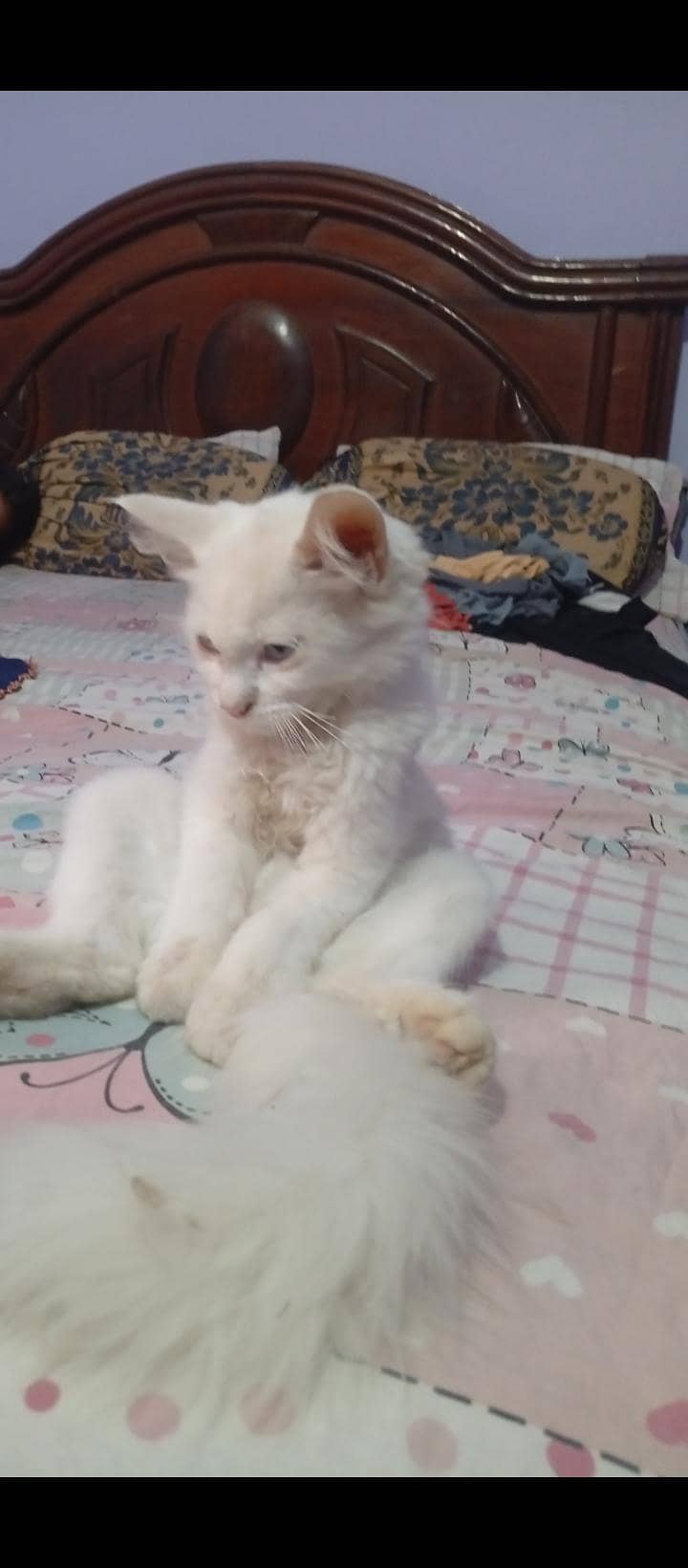 very active cat 0