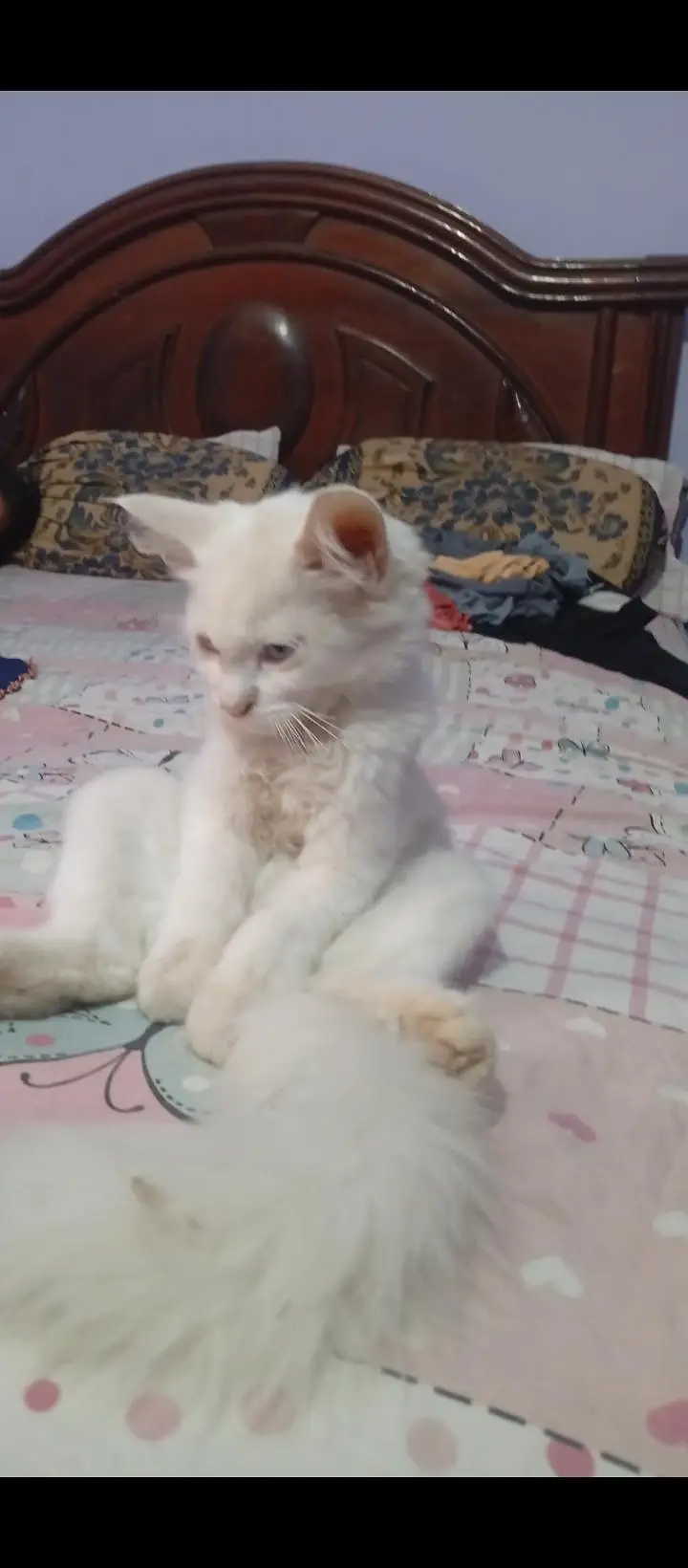 very active cat