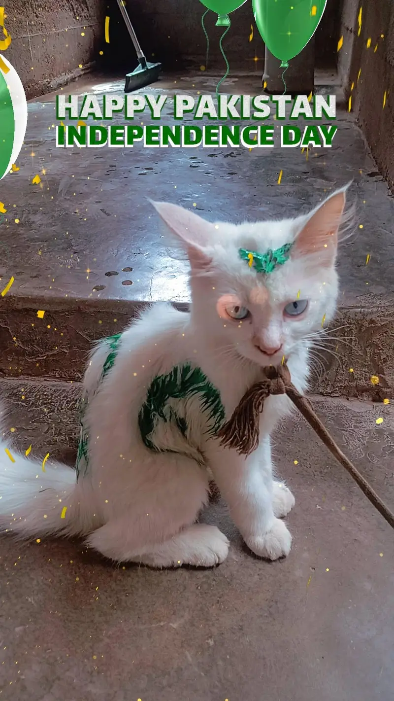 very active cat — photo 3