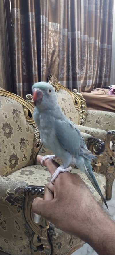 blue ringneck parrot non DNA hand tame