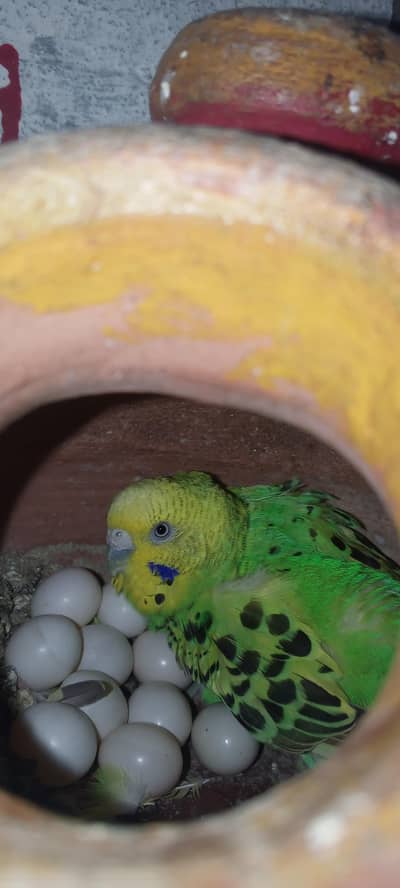 Australian parrots breeder pairs