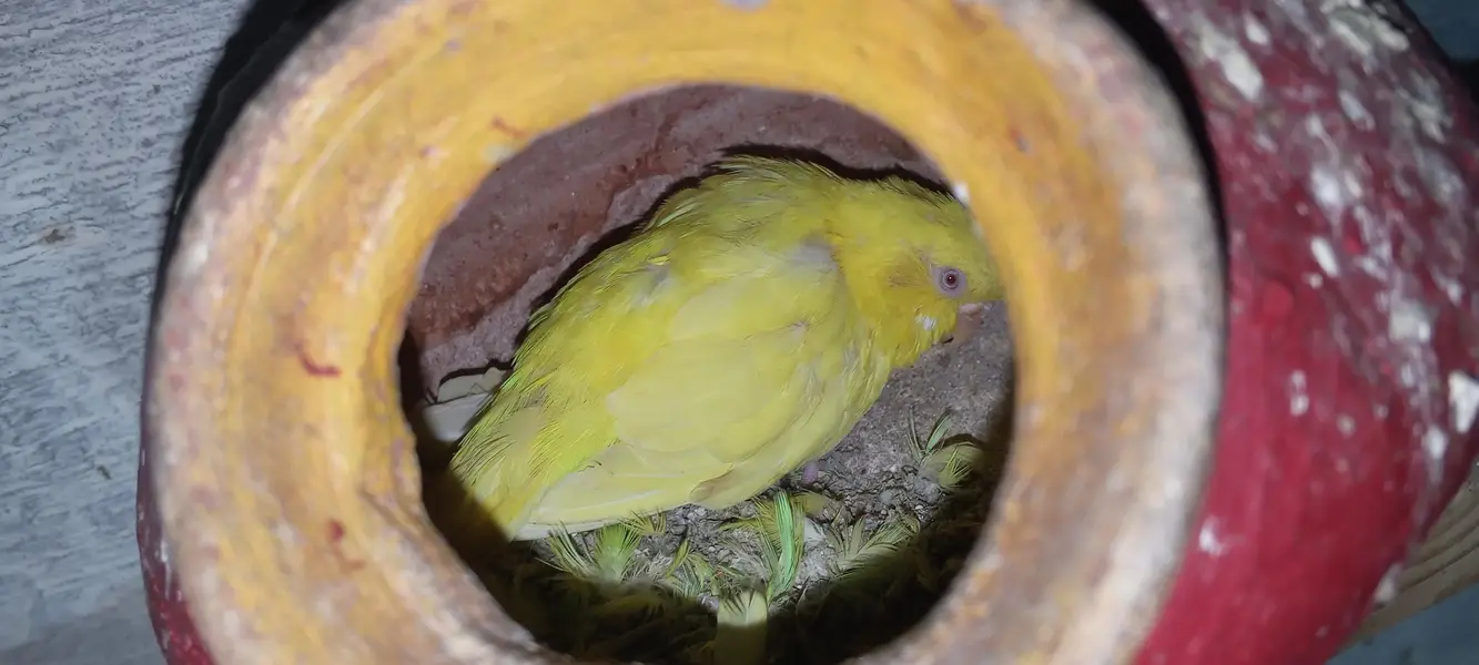 Australian parrots breeder pairs — photo 3