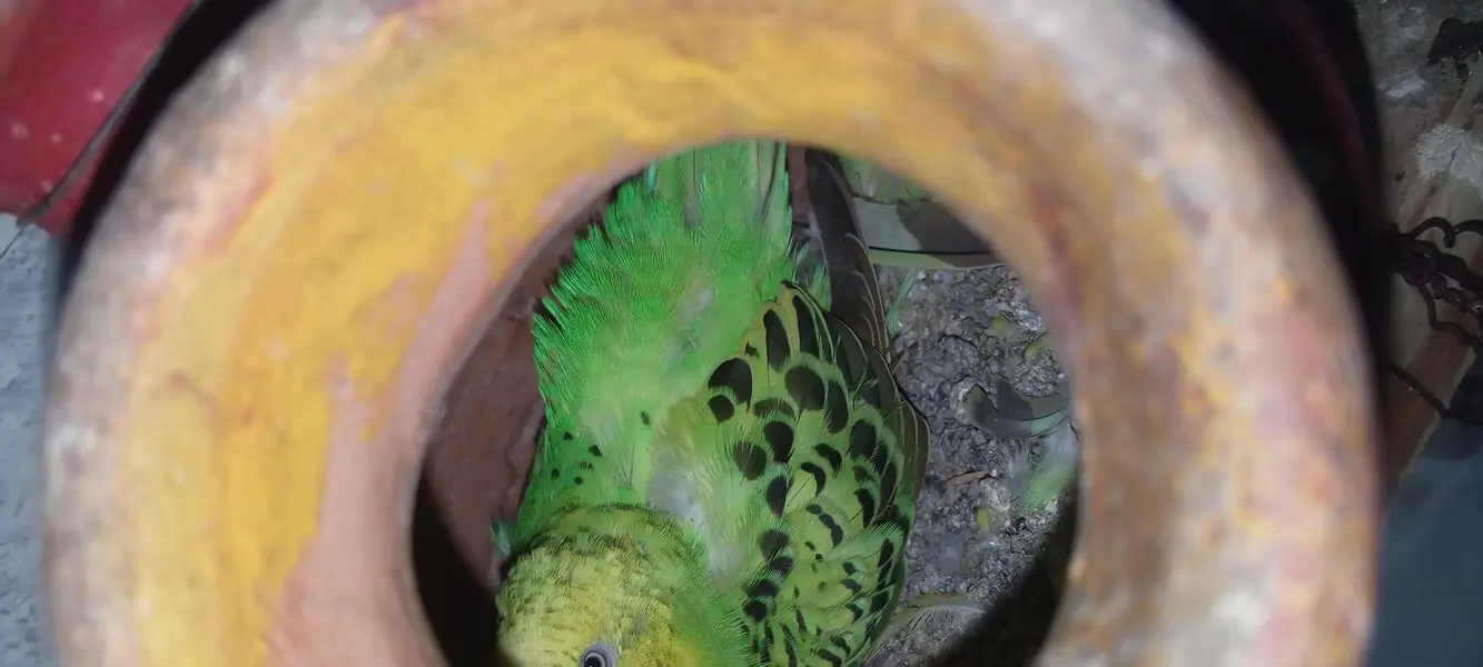 Australian parrots breeder pairs — photo 4
