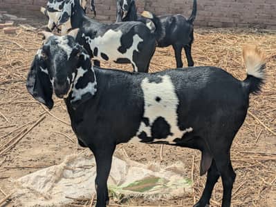 Desi Bakri