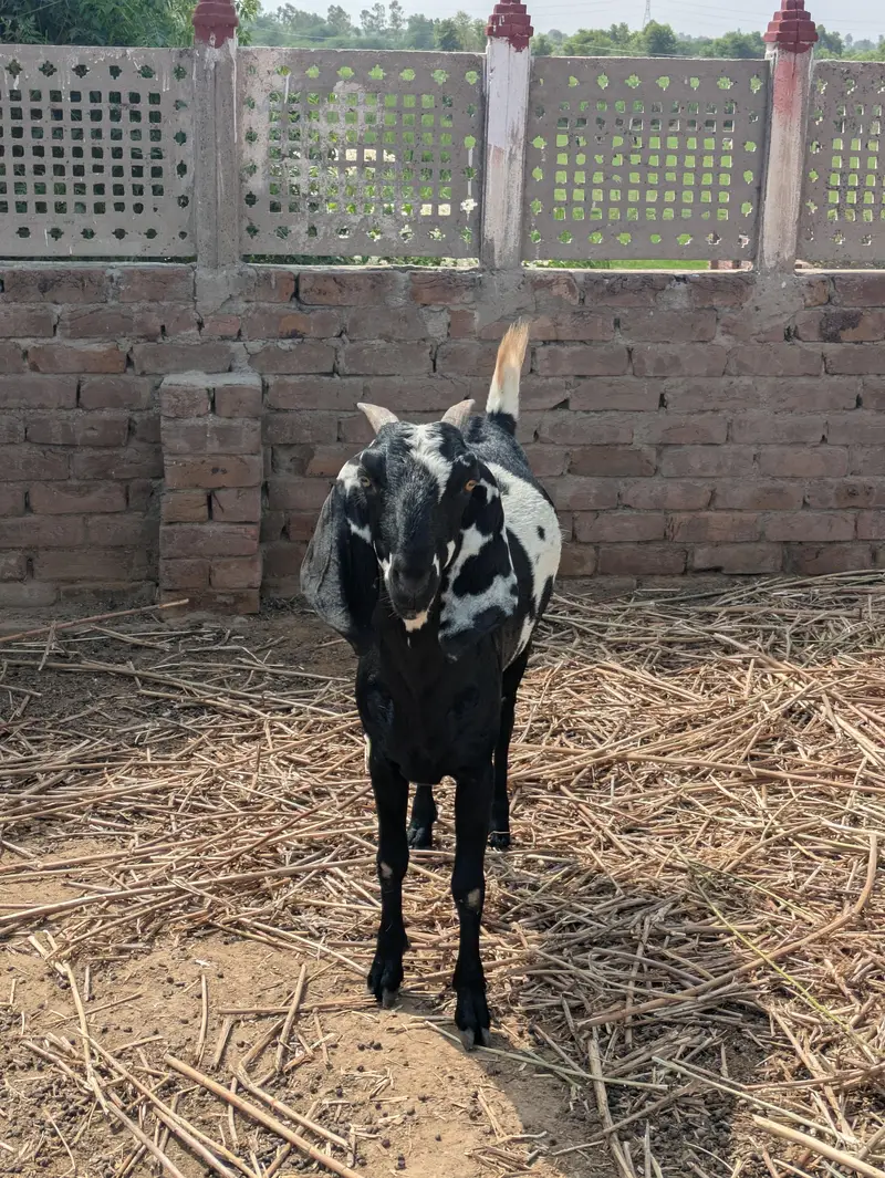 Desi Bakri — photo 2