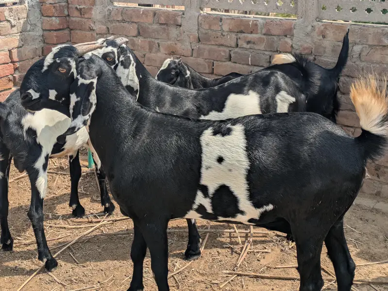 Desi Bakri — photo 3