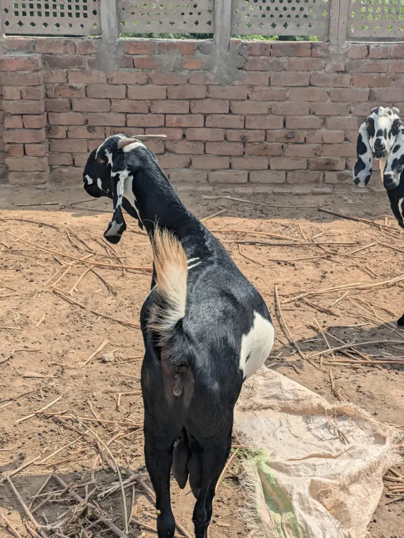 Desi Bakri — photo 4