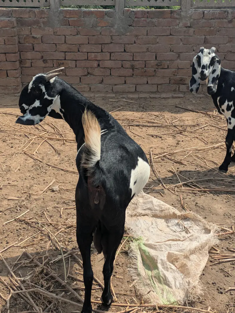 Desi Bakri — photo 5