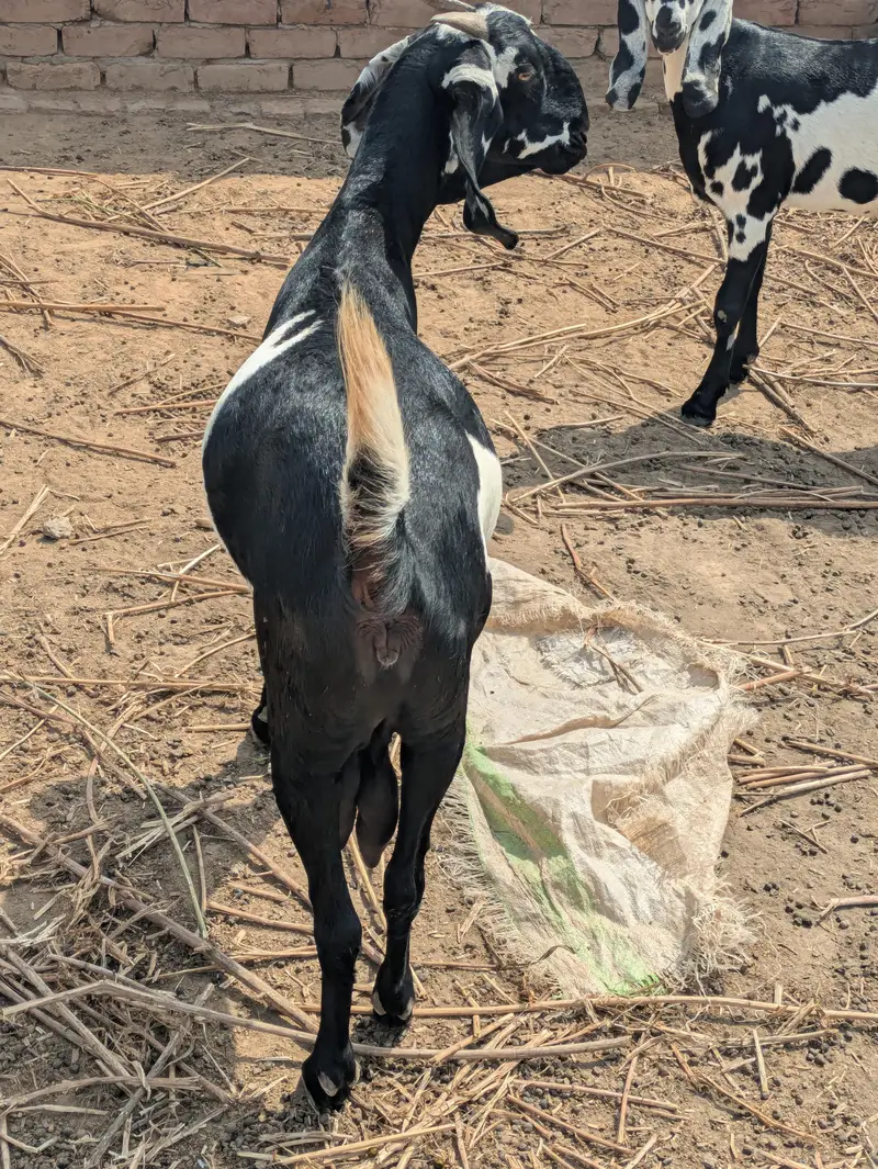 Desi Bakri — photo 6