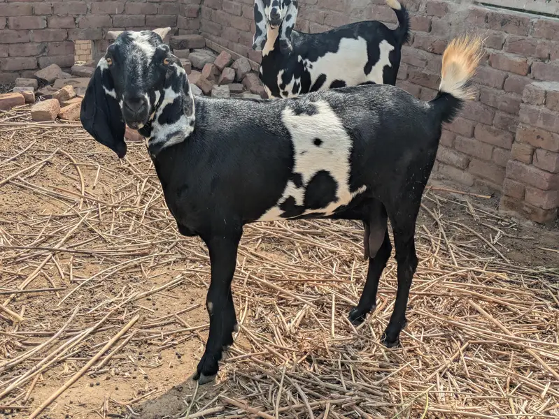 Desi Bakri — photo 7