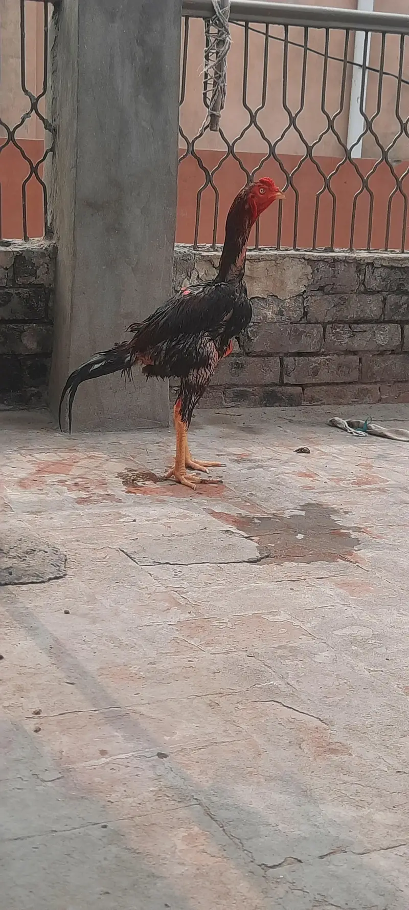 Long Highted Sindhi Patha — photo 3