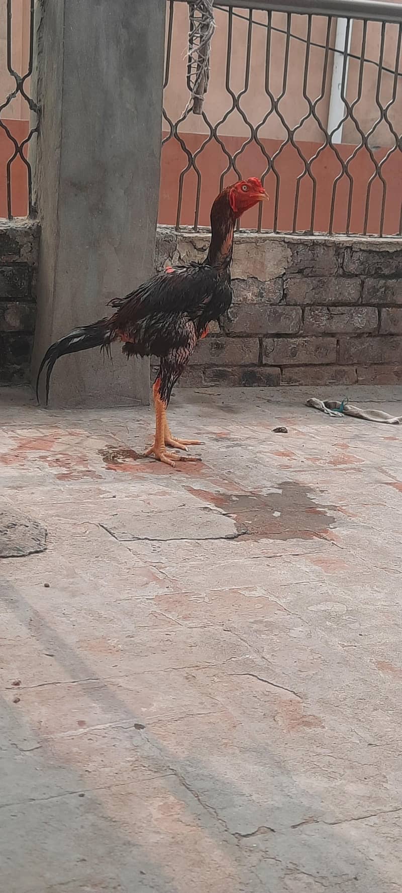 Long Highted Sindhi Patha 3