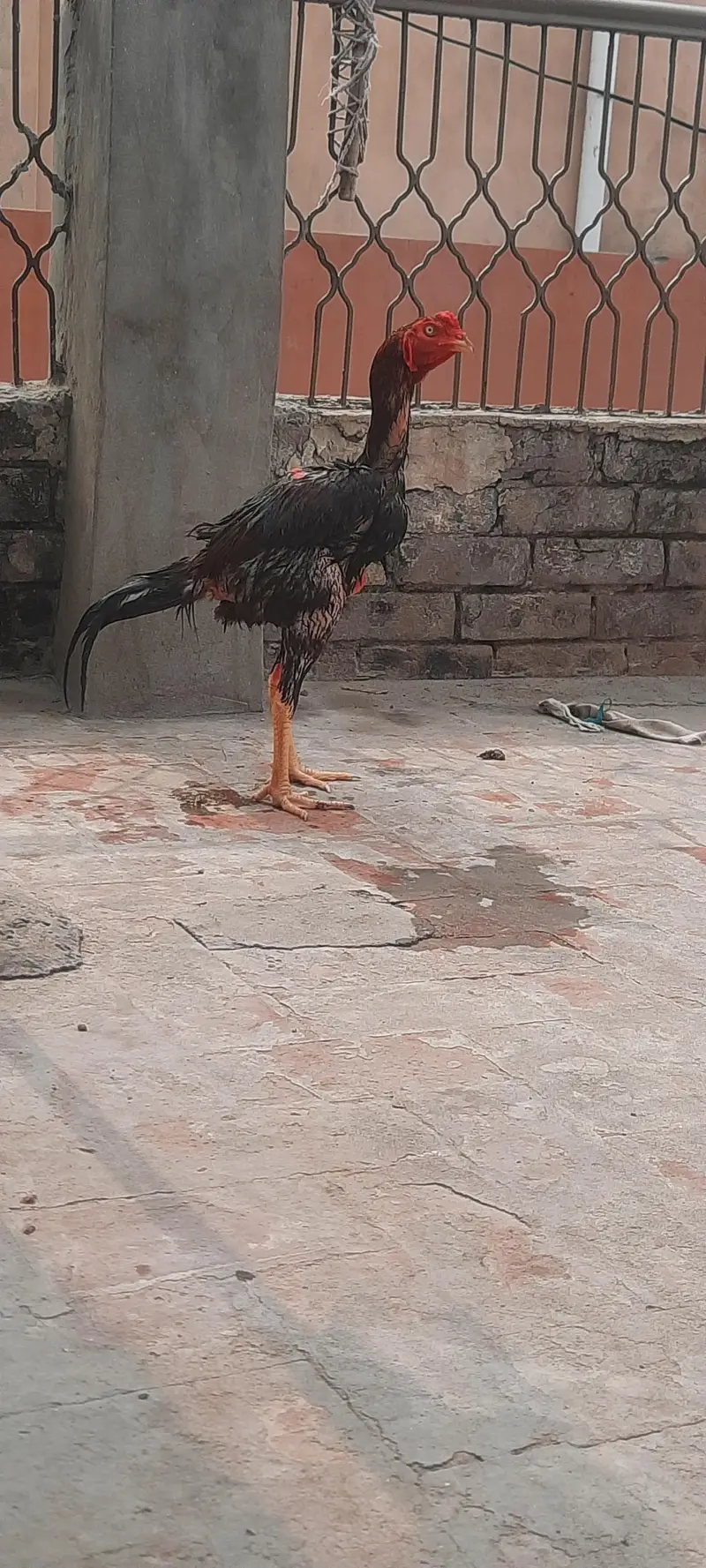 Long Highted Sindhi Patha — photo 4
