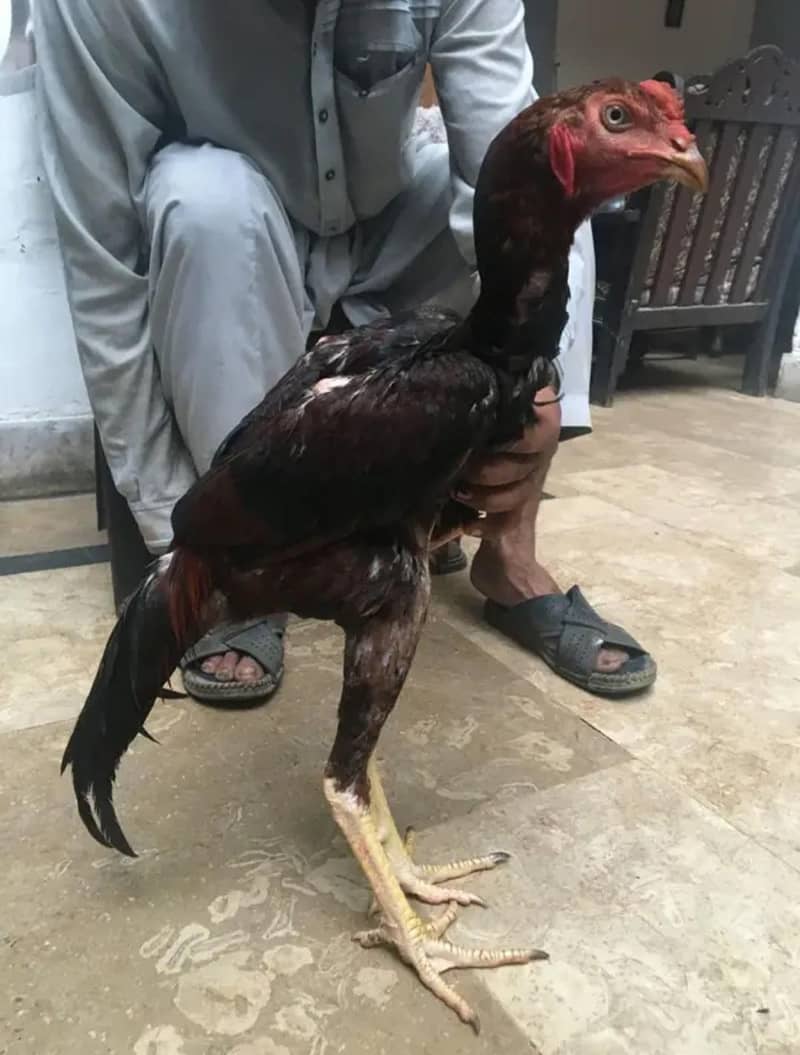 Long Highted Sindhi Patha 4