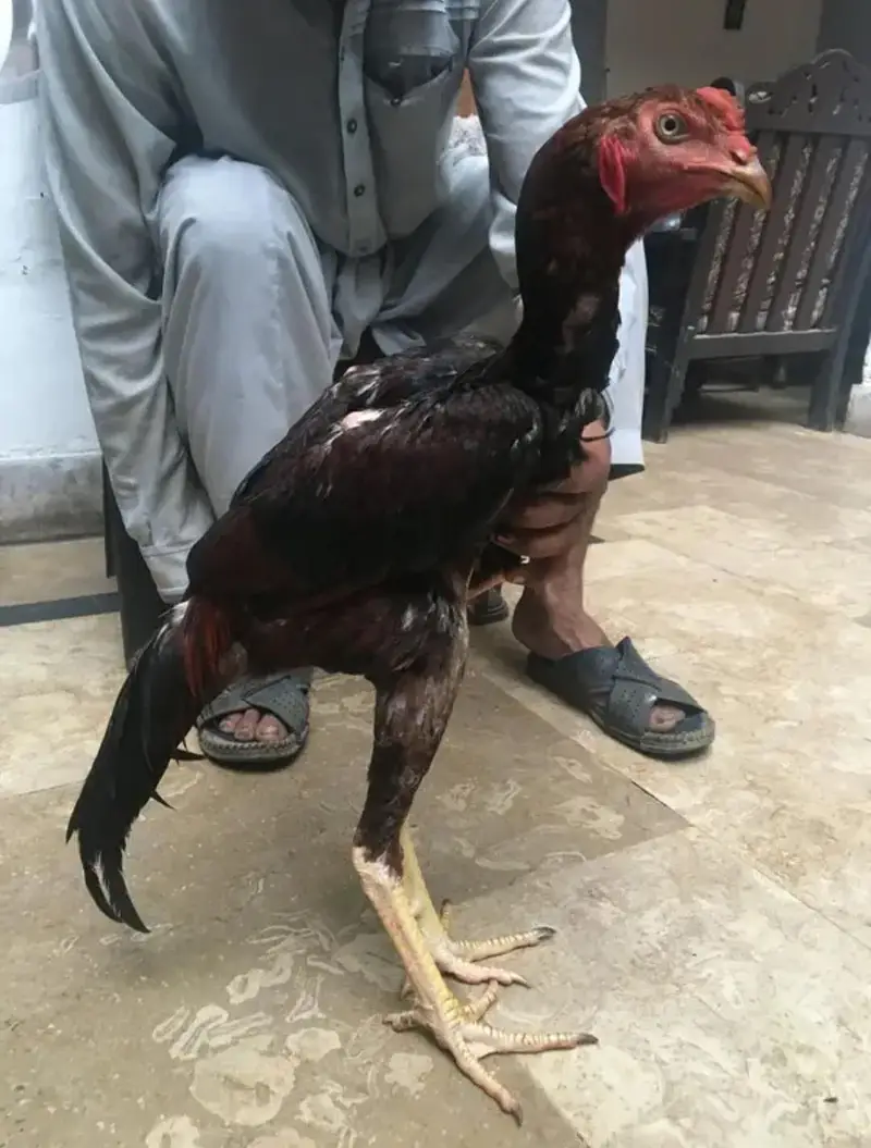 Long Highted Sindhi Patha — photo 5