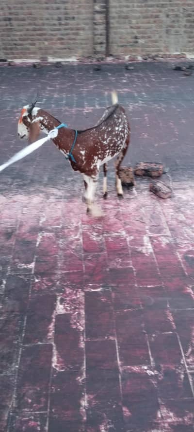 Bakri