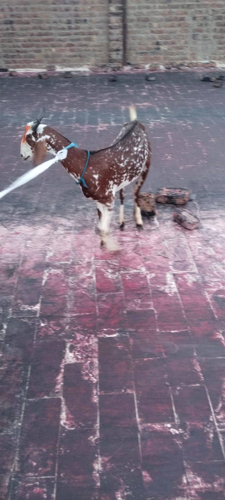 Bakri 0
