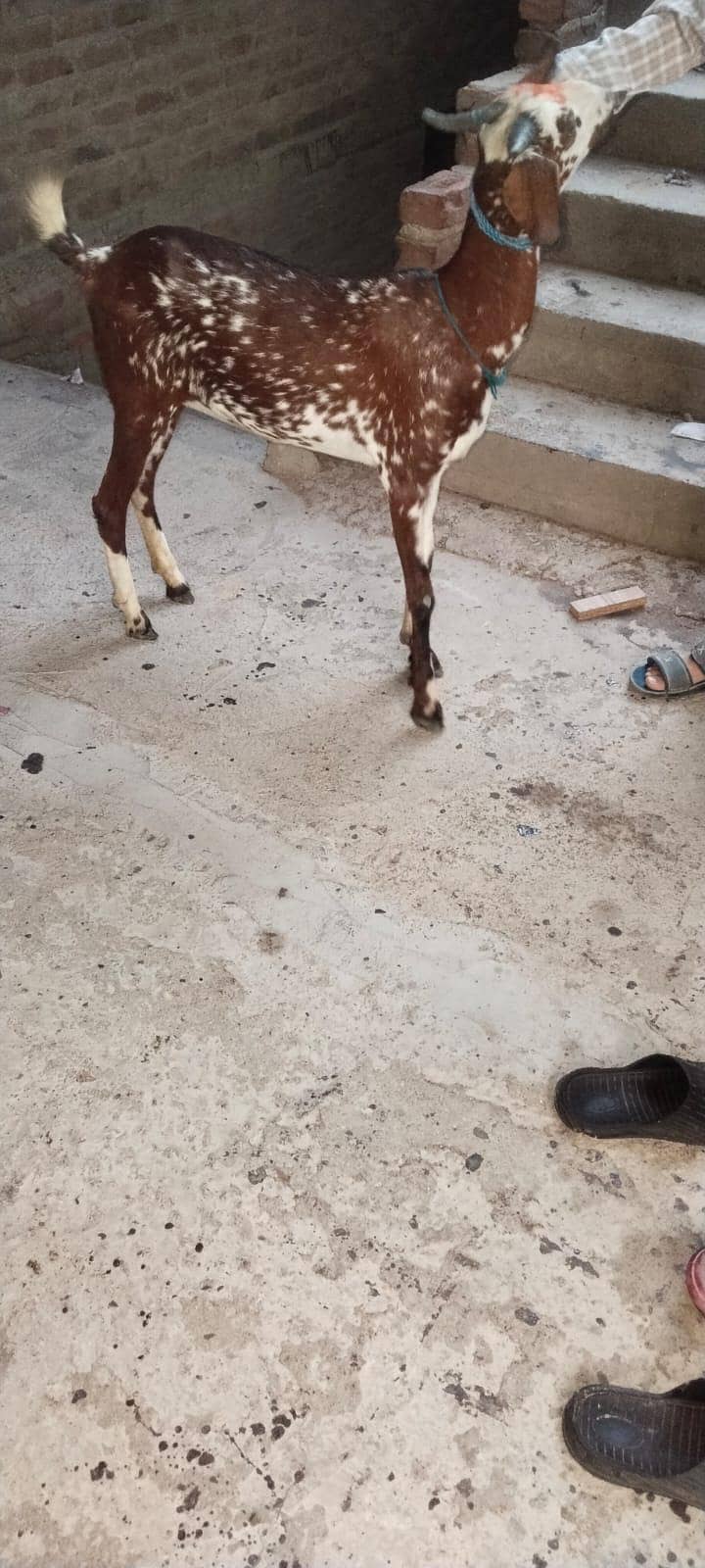 Bakri 1