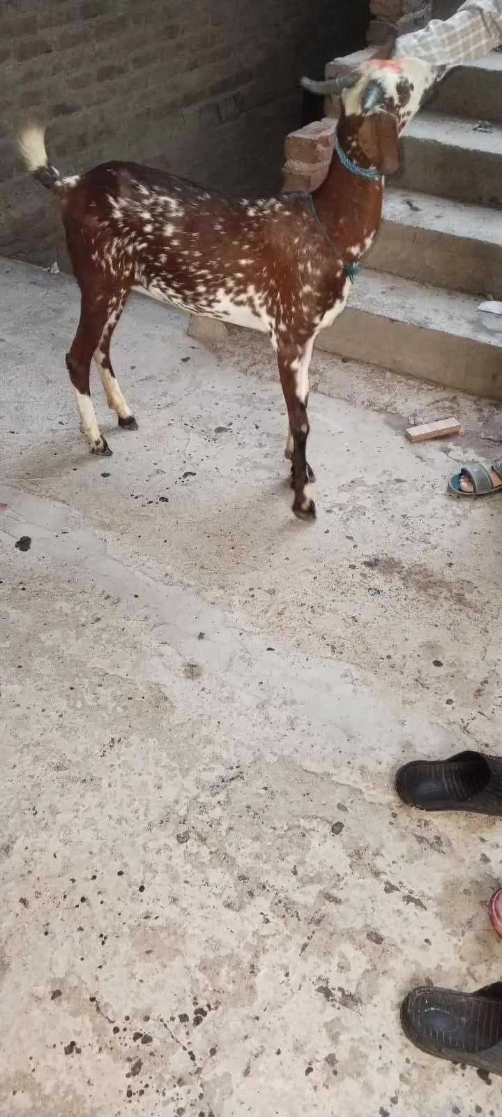 Bakri — photo 2