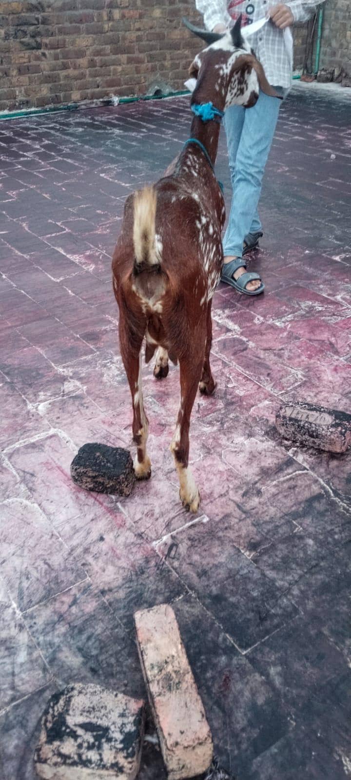 Bakri 2