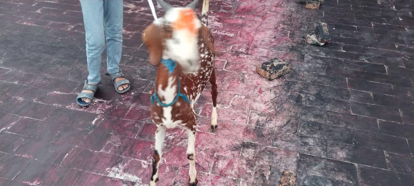 Bakri 3