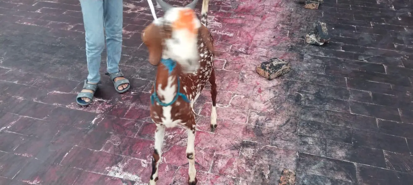 Bakri — photo 4