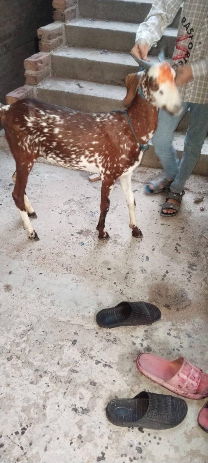 Bakri 4