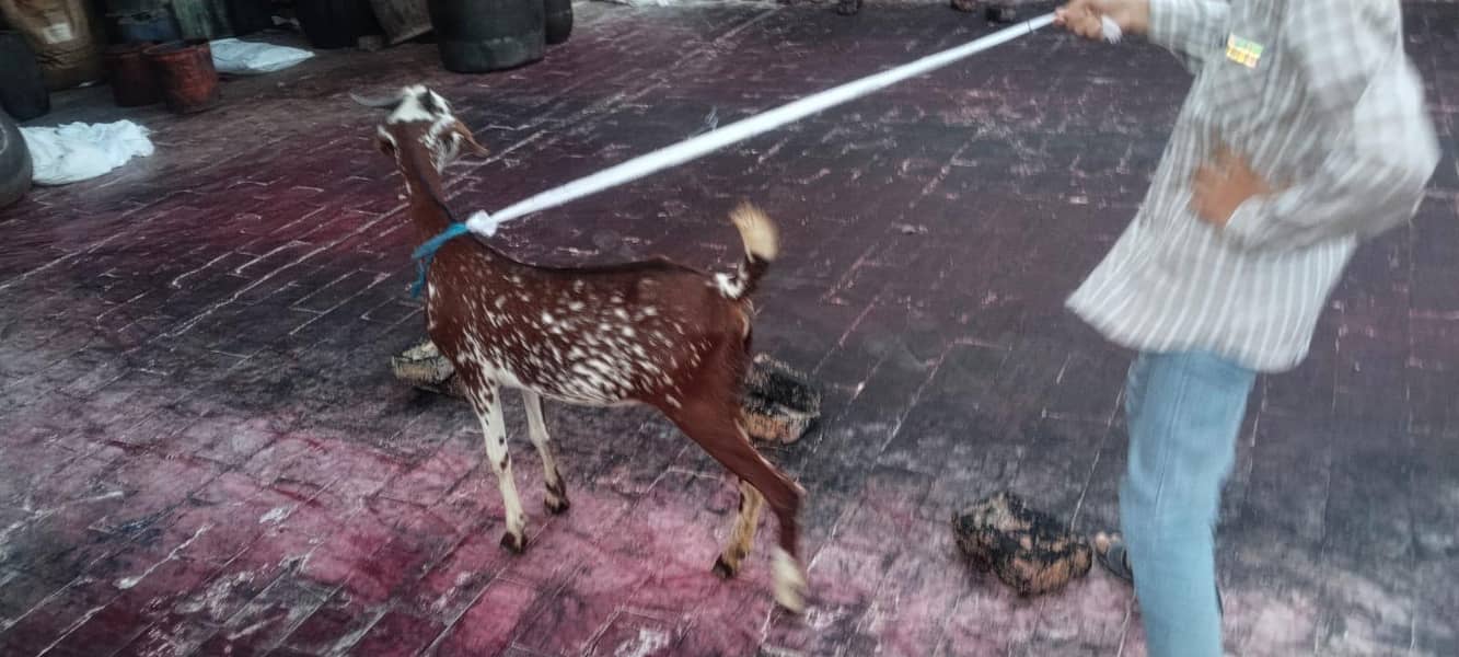 Bakri 5