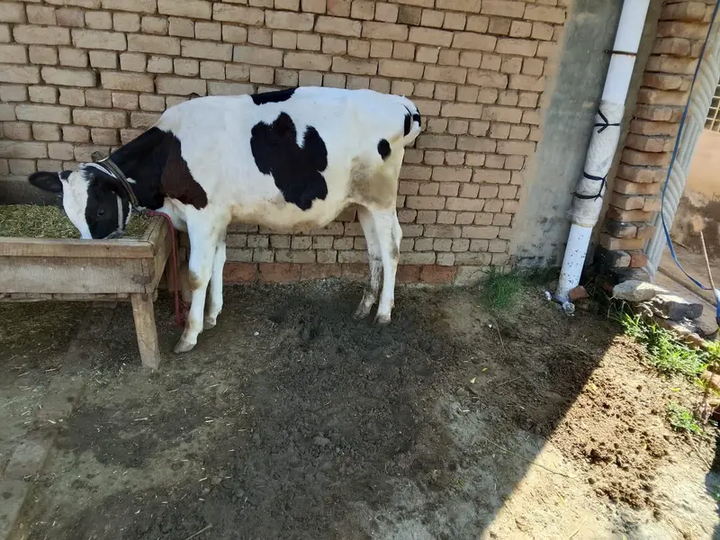 Friesian Wacha for sale — photo 2