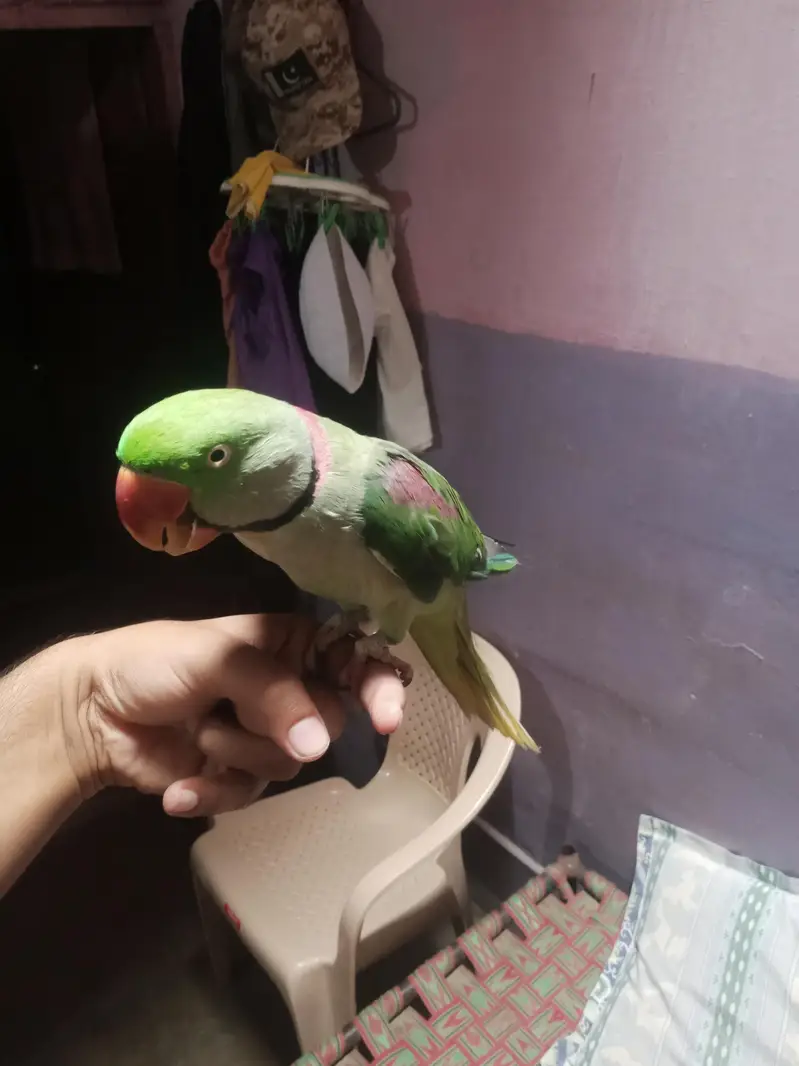 Pahari raw handtem hai toking dance bhe krta hai hath pe — photo 3