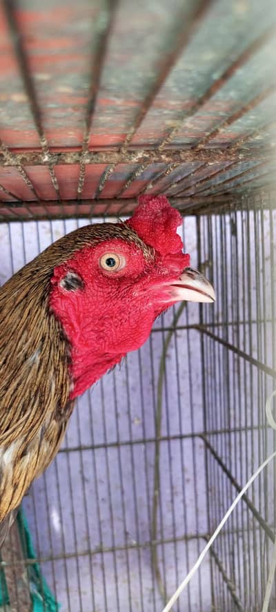 Aseel pathey, chicks & murghanmurghian