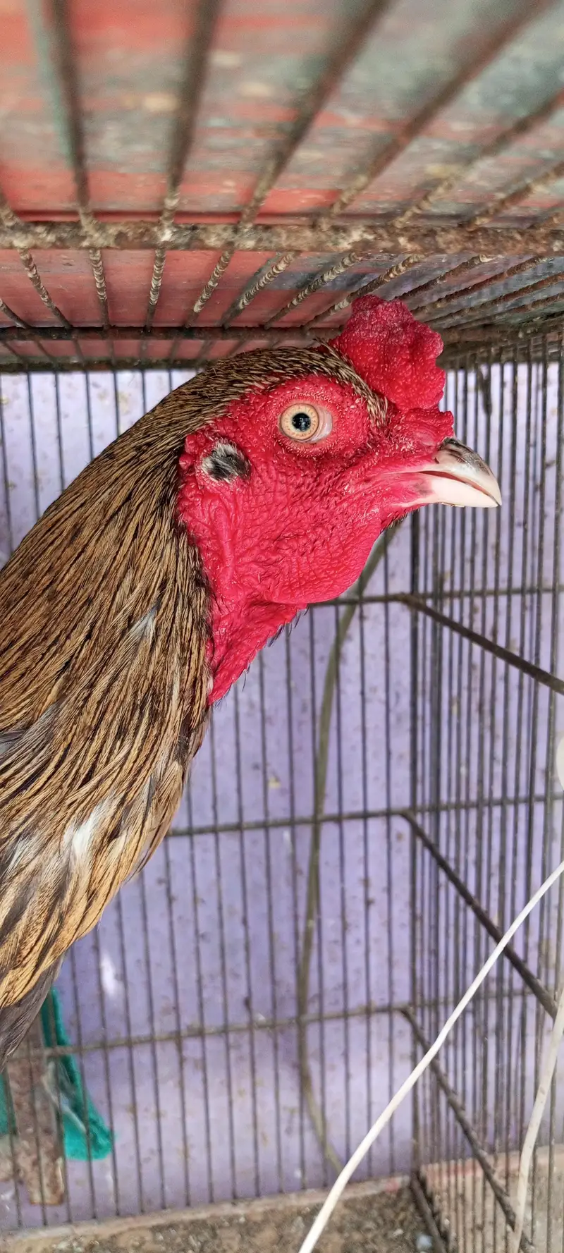 Aseel pathey, chicks & murghanmurghian — photo 2