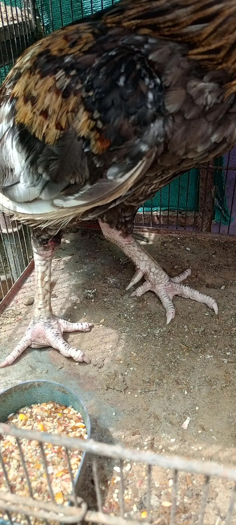 Aseel pathey, chicks & murghanmurghian — photo 3