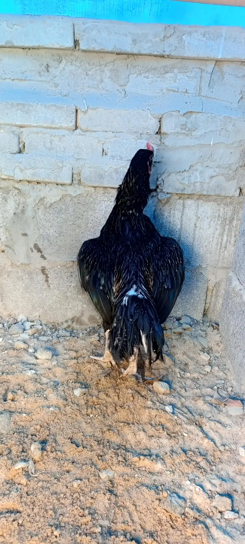 Aseel pathey, chicks & murghanmurghian — photo 4