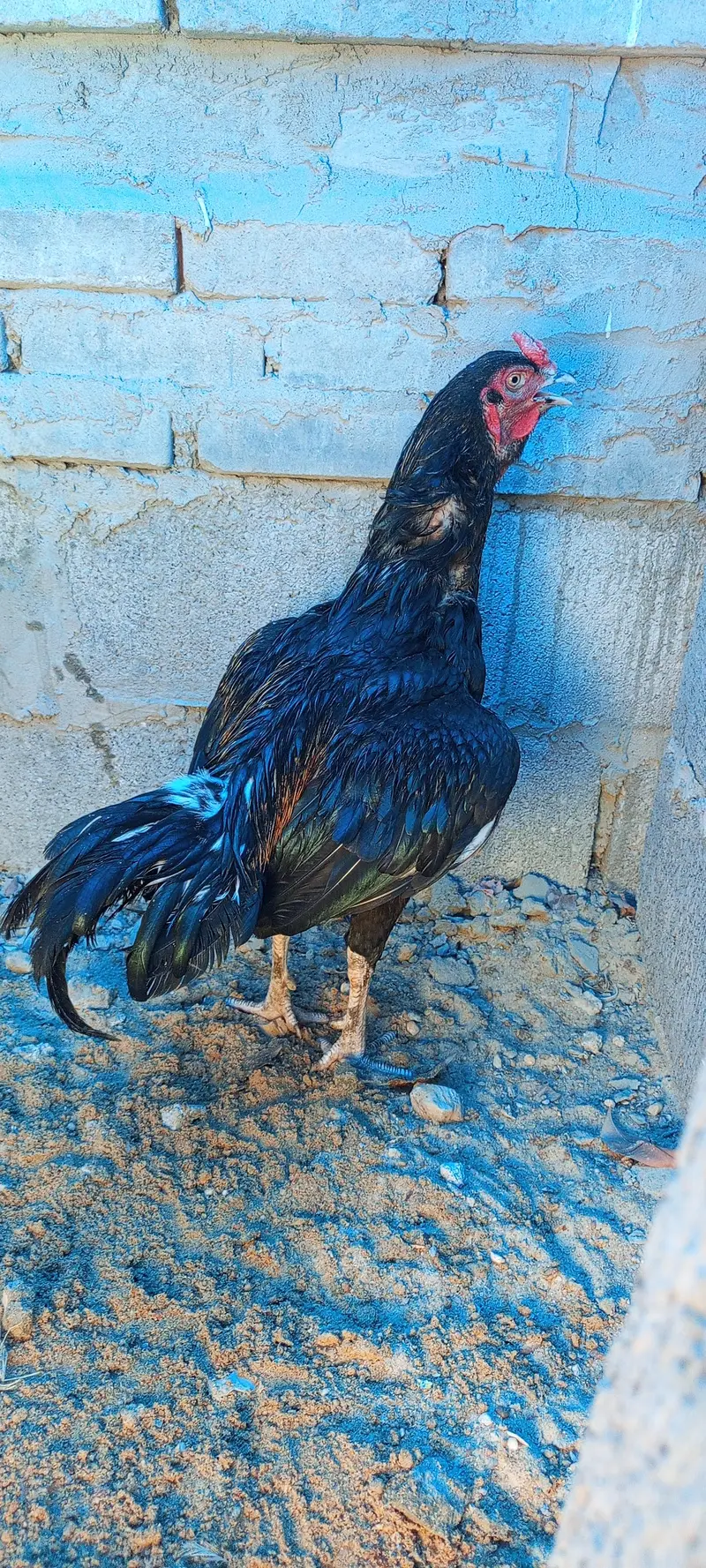 Aseel pathey, chicks & murghanmurghian — photo 5
