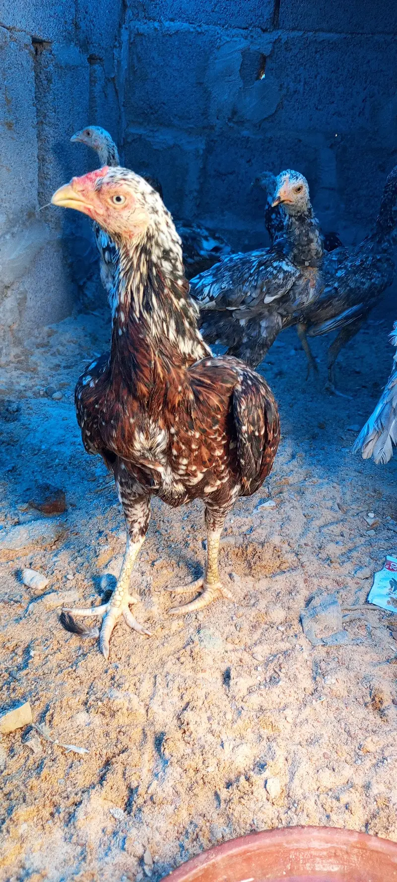 Aseel pathey, chicks & murghanmurghian — photo 7