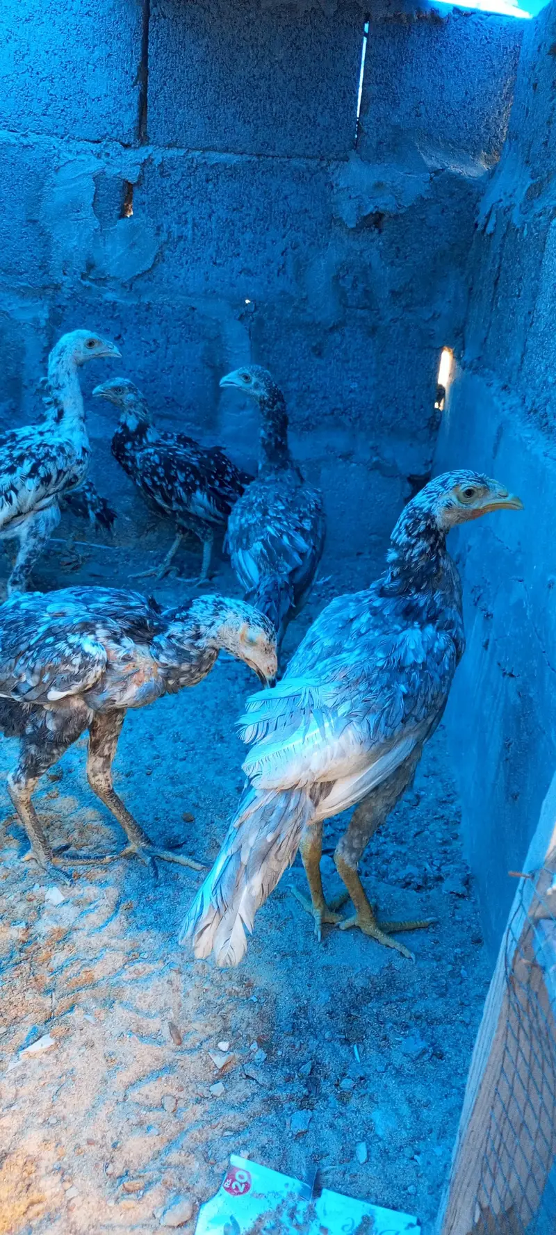 Aseel pathey, chicks & murghanmurghian — photo 8