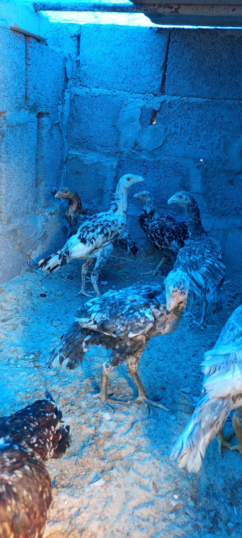 Aseel pathey, chicks & murghanmurghian — photo 9