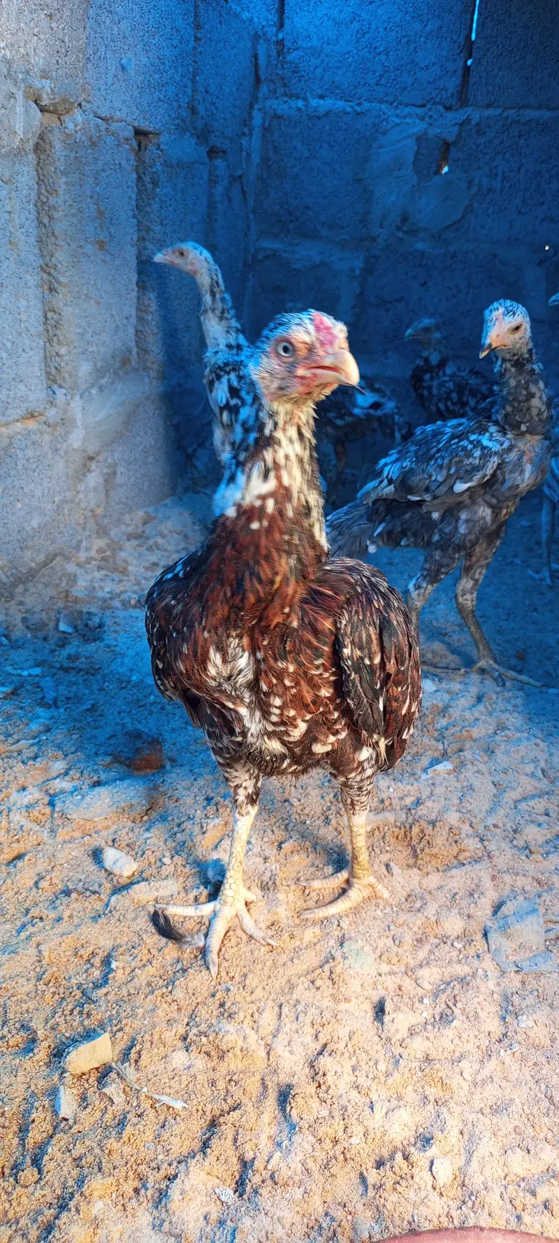 Aseel pathey, chicks & murghanmurghian — photo 10