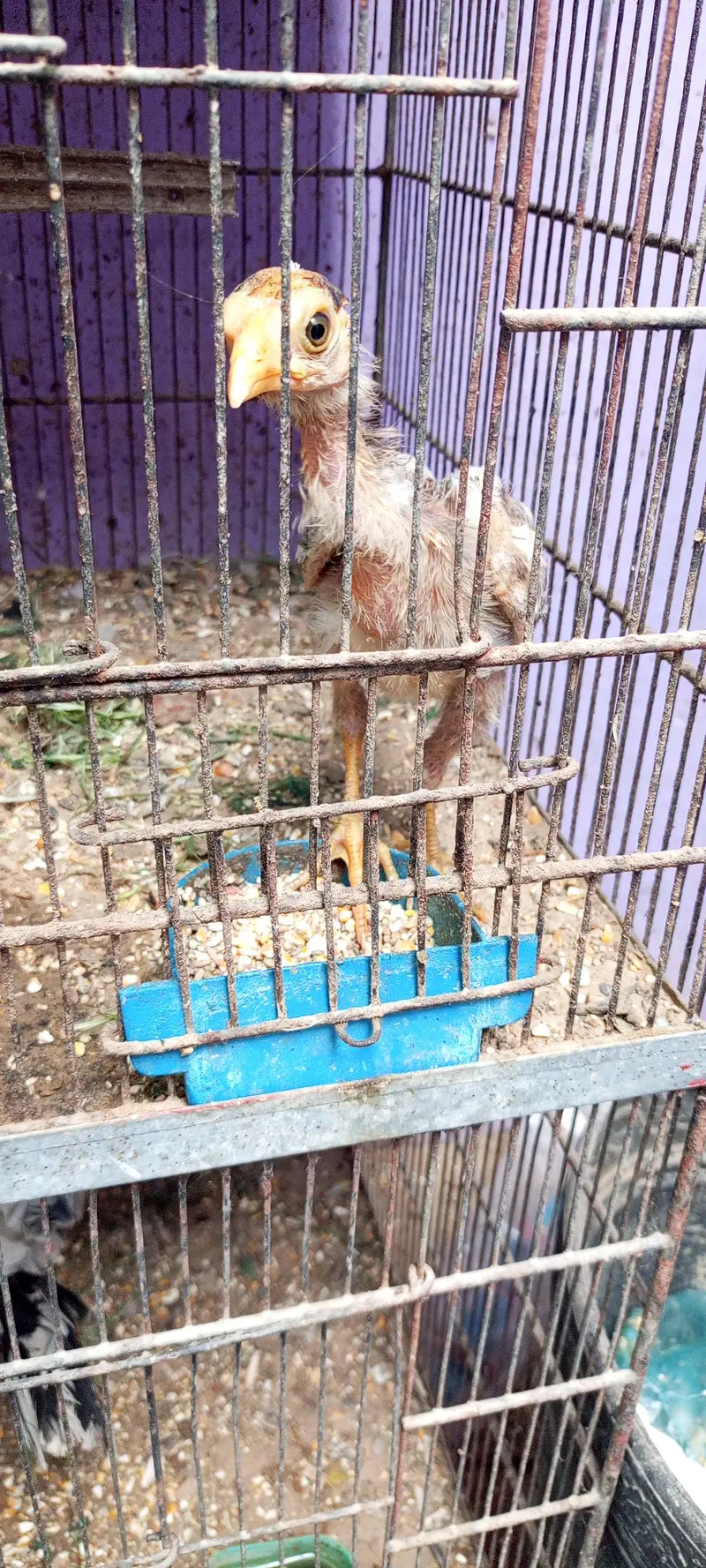 Aseel pathey, chicks & murghanmurghian — photo 11
